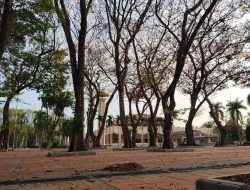 Usai Paving Rp 4,7 Miliar, 11 Pohon di Sabilal Mengering