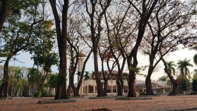 Sejumlah Pohon dihalaman Masjid kering