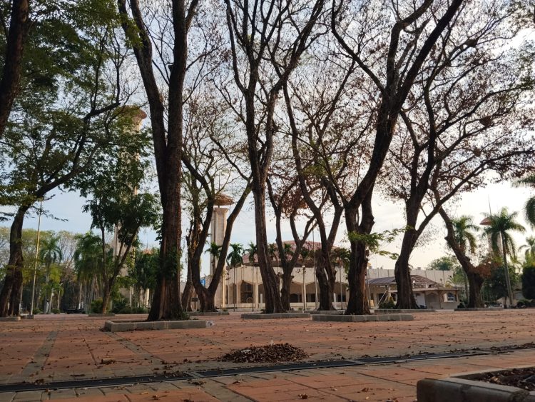 Sejumlah Pohon dihalaman Masjid kering
