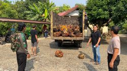 Diduga Angkut 1,2 Ton Sawit Hasil Curian, Sopir Truk Diamankan