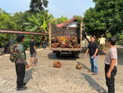 Diduga Angkut 1,2 Ton Sawit Hasil Curian, Sopir Truk Diamankan