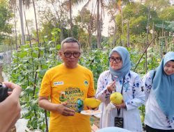 Bupati Tabalong dan TP PKK Panen Melon Golden