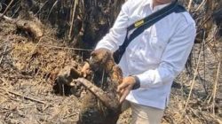 12 Bekantan Mati Terpanggang Karhutla di HSS, Api Diduga Berasal dari Luar Habitat