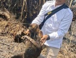 12 Bekantan Mati Terpanggang Karhutla di HSS, Api Diduga Berasal dari Luar Habitat