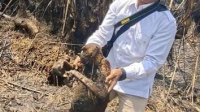 12 ekor bekantan, satwa endemik Kalimantan mati terpanggang akibat karhutla. (foto: Antara/BKSDA Kalsel)