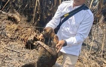 12 ekor bekantan, satwa endemik Kalimantan mati terpanggang akibat karhutla. (foto: Antara/BKSDA Kalsel)