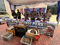 Polda Kalsel Kembali Bongkar Sindikat Perdagangan Sisik Trenggiling, Sudah 3 Kali Beraksi dan Raup Untung Ratusan Juta